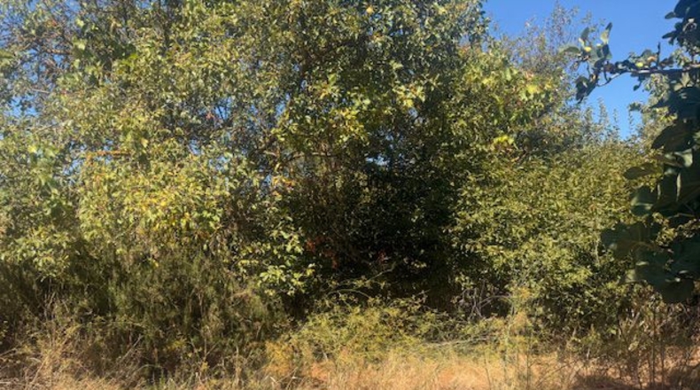 Palencia - Valle de Cerrato - 9540 m²