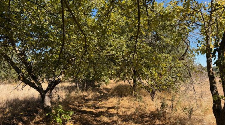 Palencia - Valle de Cerrato - 9540 m²