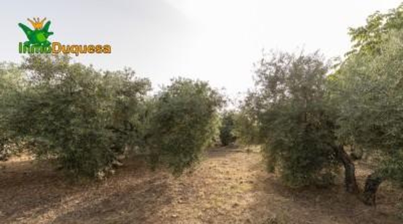Granada - Víznar - 7000 m²