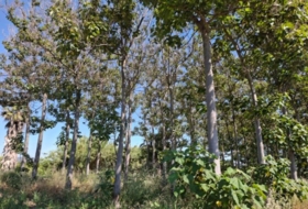 Foto 9
