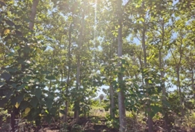 Foto 11