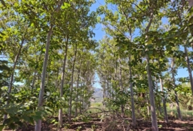 Foto 14