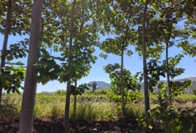 Foto 15