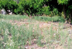Bolulla 2250&nbsp;m²