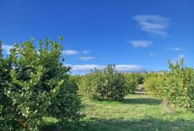 Librilla 6820&nbsp;m²