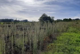 Tacoronte 5220&nbsp;m²