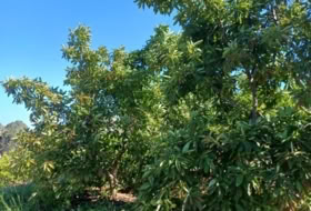 Foto 9