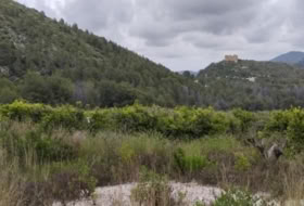 Foto 7