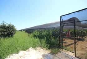Benicull de Xúquer 40924&nbsp;m²