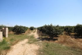 Benicull de Xúquer 40924&nbsp;m²