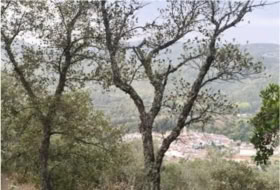Galaroza 97455&nbsp;m²