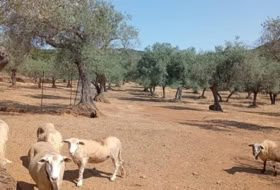 Higuera de la Sierra 19705&nbsp;m²