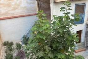 Foto 19