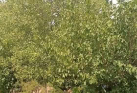 Foto 17