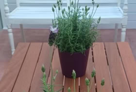 Foto 12