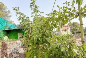 Foto 13