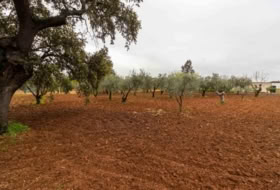 Badajoz 280&nbsp;m²