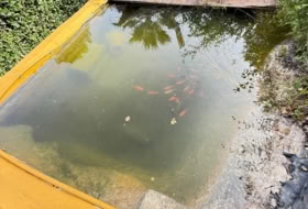 Foto 11