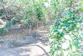Buenavista del Norte 29520&nbsp;m²