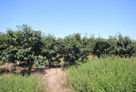 Benicull de Xúquer 40924&nbsp;m²