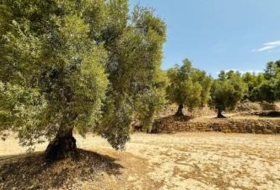 Calaceite 22661&nbsp;m²