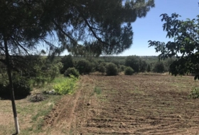Brihuega 62976&nbsp;m²