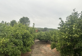 Segorbe 4818&nbsp;m²