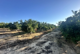 Algímia d'Alfara 23034&nbsp;m²