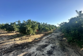 Algímia d'Alfara 23034&nbsp;m²