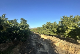Algímia d'Alfara 23034&nbsp;m²