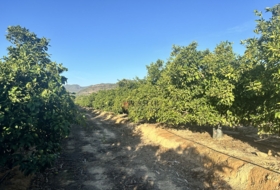 Algímia d'Alfara 23034&nbsp;m²