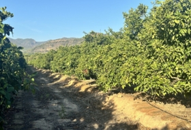 Algímia d'Alfara 23034&nbsp;m²
