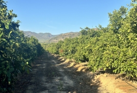 Algímia d'Alfara 23034&nbsp;m²