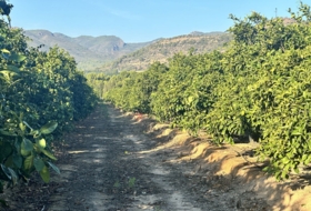 Algímia d'Alfara 23034&nbsp;m²