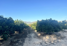Algímia d'Alfara 23034&nbsp;m²