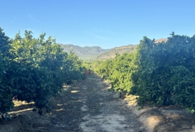 Algímia d'Alfara 23034&nbsp;m²