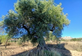 Calaceite 2648&nbsp;m²