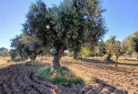 Calaceite 2648&nbsp;m²