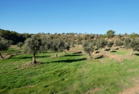Fabara 43800&nbsp;m²