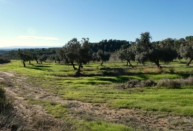 Fabara 43800&nbsp;m²