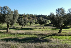 Fabara 43800&nbsp;m²