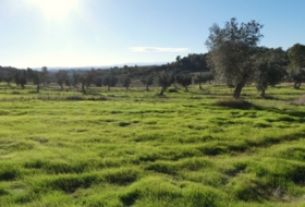 Fabara 43800&nbsp;m²