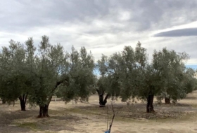 Caudete 15&nbsp;m²