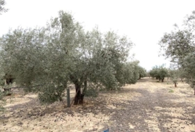 Caudete 15&nbsp;m²