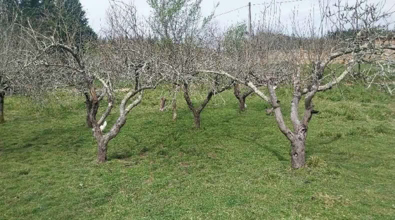 Biscaia - Gordejuela - 2441 m²