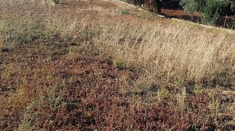 Badajoz - Badajoz - 5000 m²