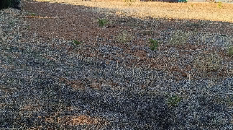 Badajoz - Badajoz - 5000 m²