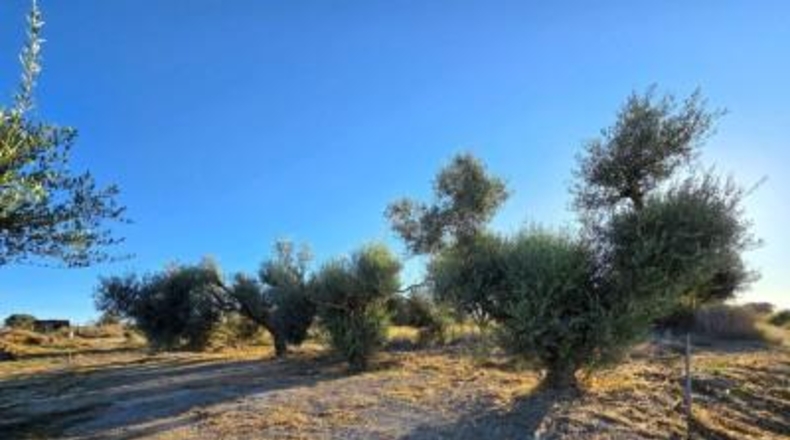 Cádiz - Chiclana de la Frontera - 3353 m²