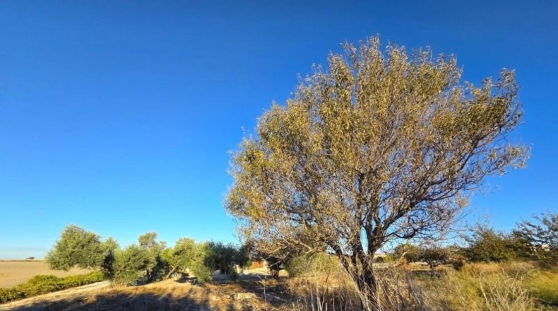 Cádiz - Chiclana de la Frontera - 3353 m²