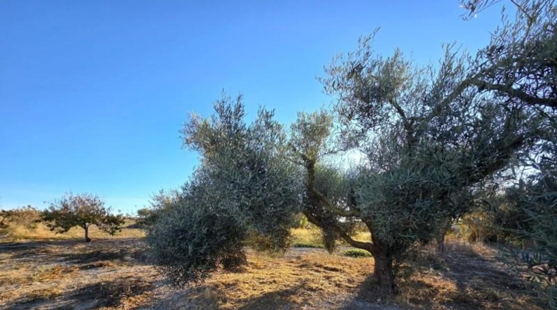 Cádiz - Chiclana de la Frontera - 3353 m²